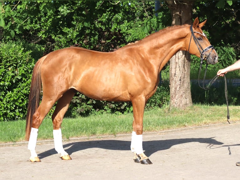 Hannover Castrone 4 Anni 167 cm Sauro in Selsingen