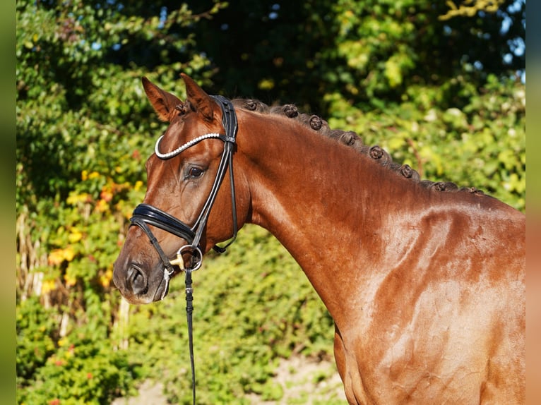 Hannover Castrone 4 Anni 167 cm Sauro scuro in Hohenfelde