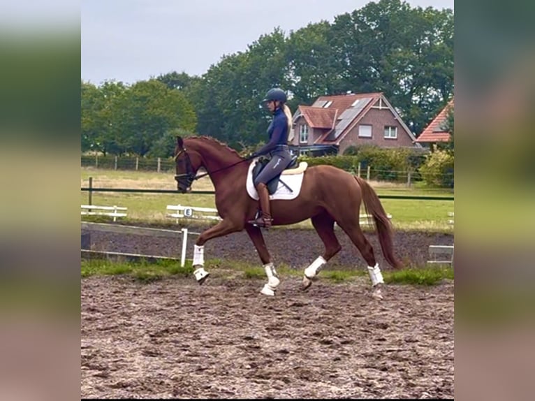 Hannover Castrone 4 Anni 167 cm Sauro scuro in Kirchlinteln