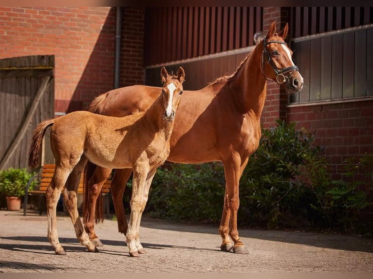Hannover Castrone 4 Anni 167 cm Sauro scuro in Kirchlinteln