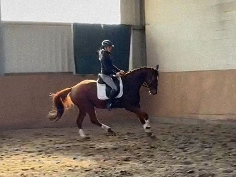 Hannover Castrone 4 Anni 167 cm Sauro scuro in Kirchlinteln