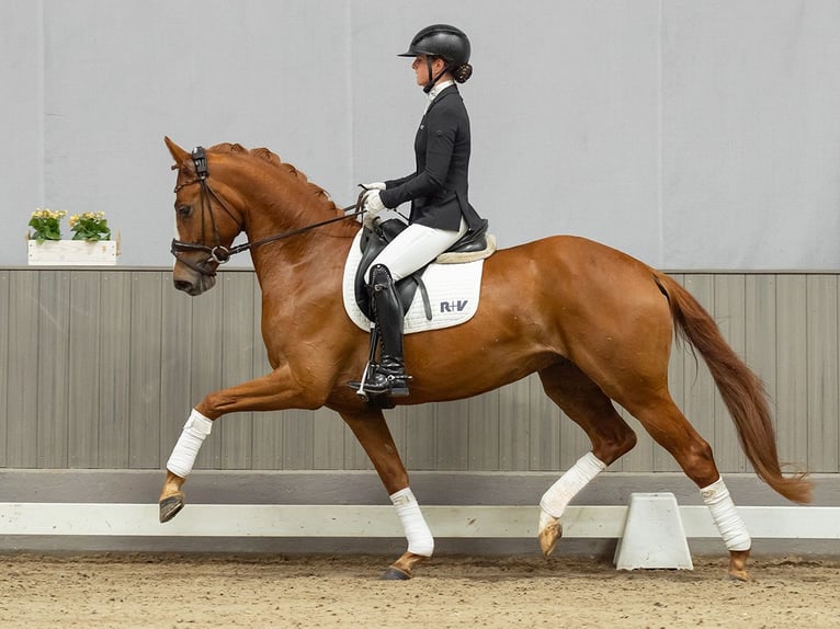 Hannover Castrone 4 Anni 167 cm Sauro scuro in Münster-Handorf