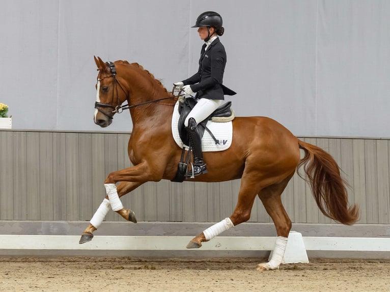 Hannover Castrone 4 Anni 167 cm Sauro scuro in Münster-Handorf