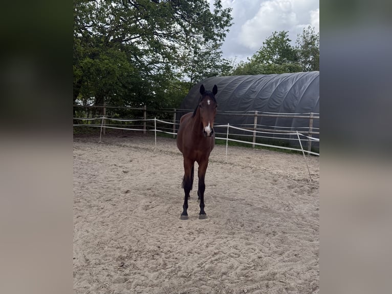 Hannover Castrone 4 Anni 168 cm Baio in Loxstedt