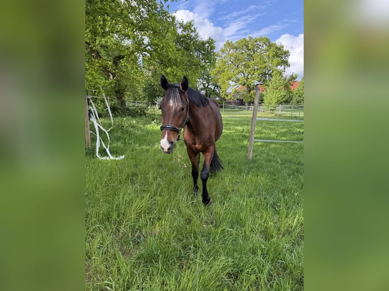 Hannover Castrone 4 Anni 168 cm Baio in Loxstedt