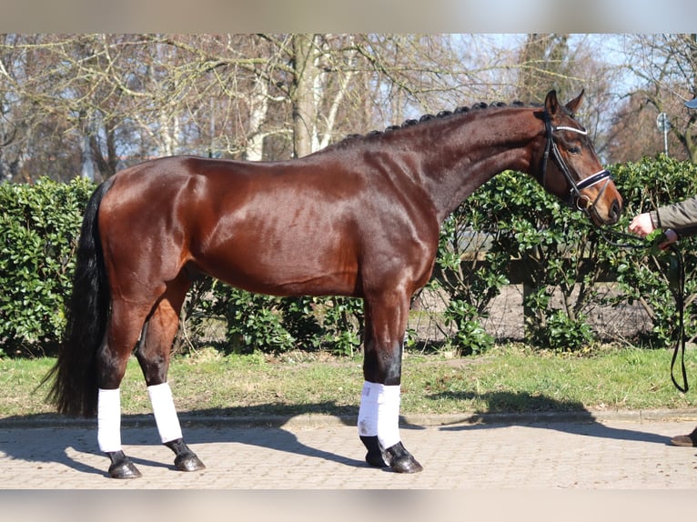 Hannover Castrone 4 Anni 168 cm Baio in Selsingen