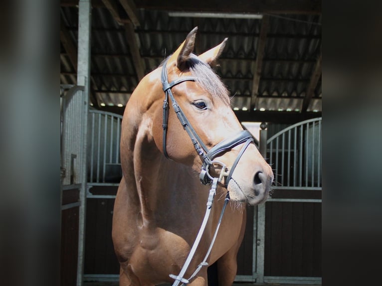 Hannover Castrone 4 Anni 168 cm Baio in Wardenburg