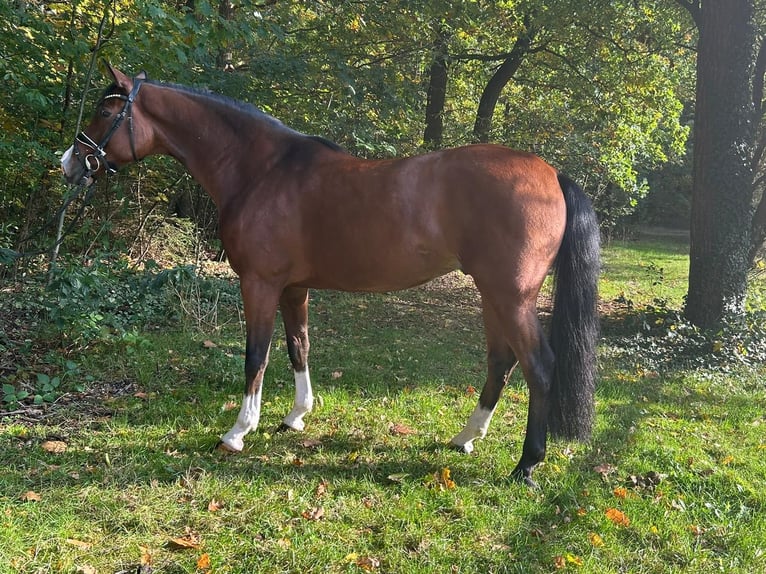 Hannover Castrone 4 Anni 168 cm Baio in Elmlohe