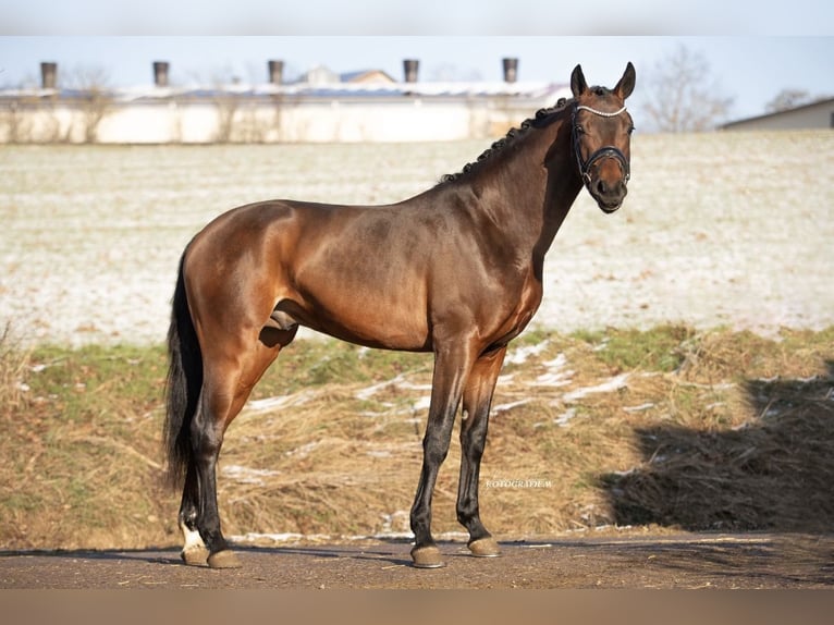 Hannover Castrone 4 Anni 168 cm Baio in Lehrberg