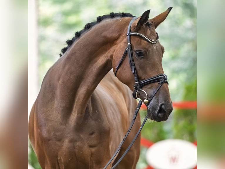 Hannover Castrone 4 Anni 168 cm Baio in Mnster-Handorf