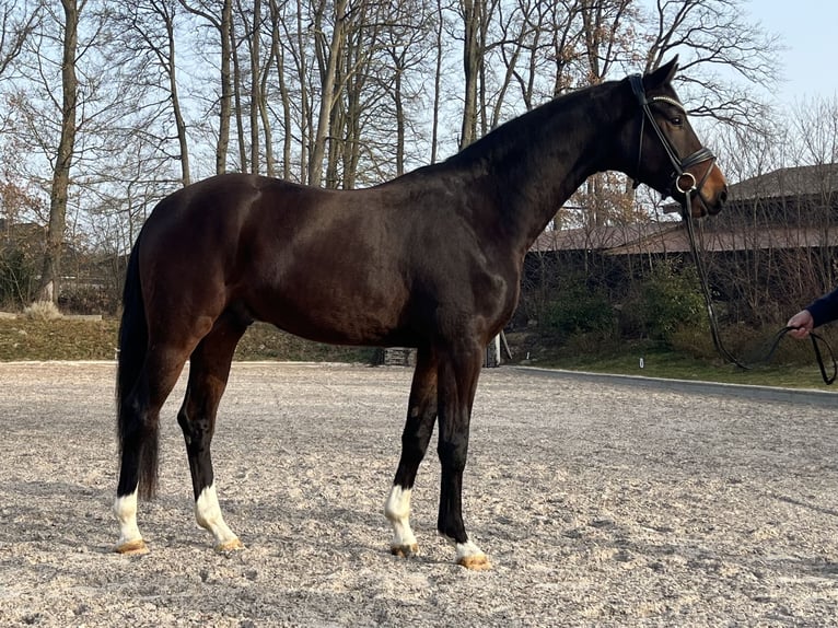 Hannover Castrone 4 Anni 168 cm Baio in Römstedt