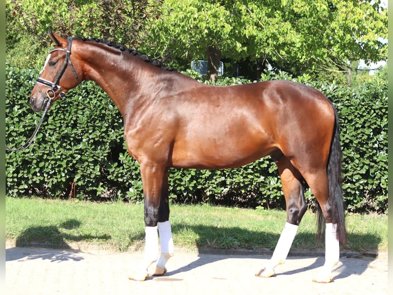 Hannover Castrone 4 Anni 168 cm Baio in Selsingen