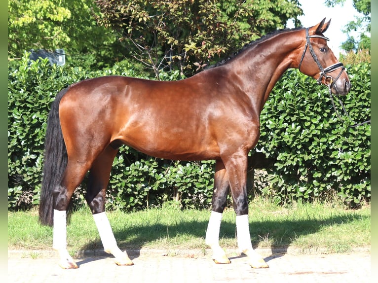 Hannover Castrone 4 Anni 168 cm Baio in Selsingen