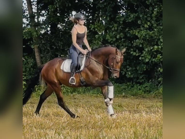 Hannover Castrone 4 Anni 168 cm Baio in Sottrum