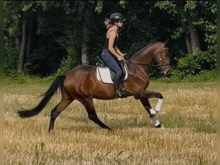 Hannover Castrone 4 Anni 168 cm Baio in Sottrum