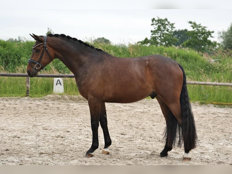 Hannover Castrone 4 Anni 168 cm Baio in Tespe