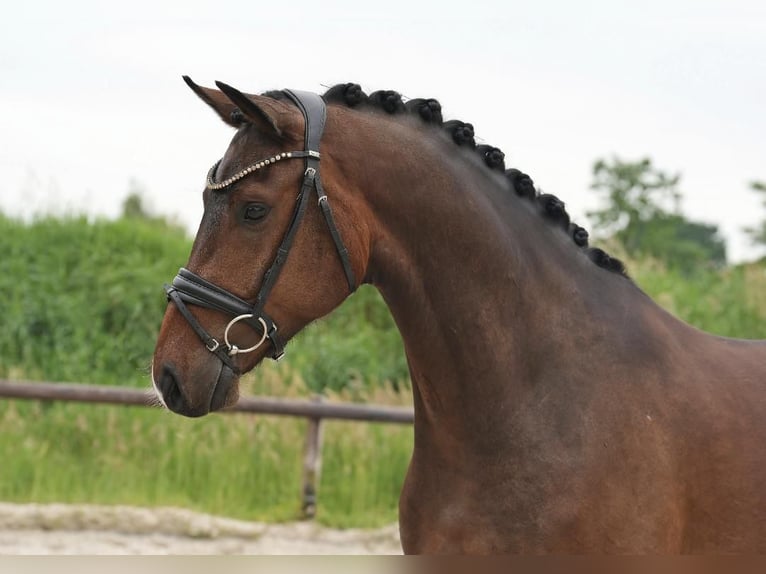 Hannover Castrone 4 Anni 168 cm Baio in Tespe