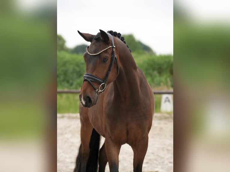 Hannover Castrone 4 Anni 168 cm Baio in Tespe