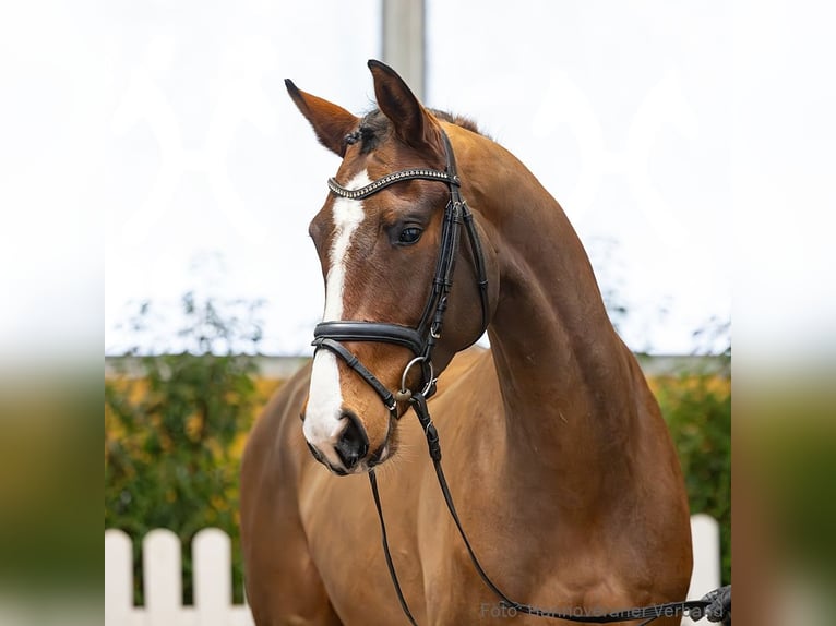 Hannover Castrone 4 Anni 168 cm Baio in Verden