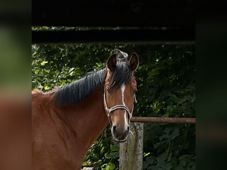 Hannover Castrone 4 Anni 168 cm Baio chiaro in Kremmen