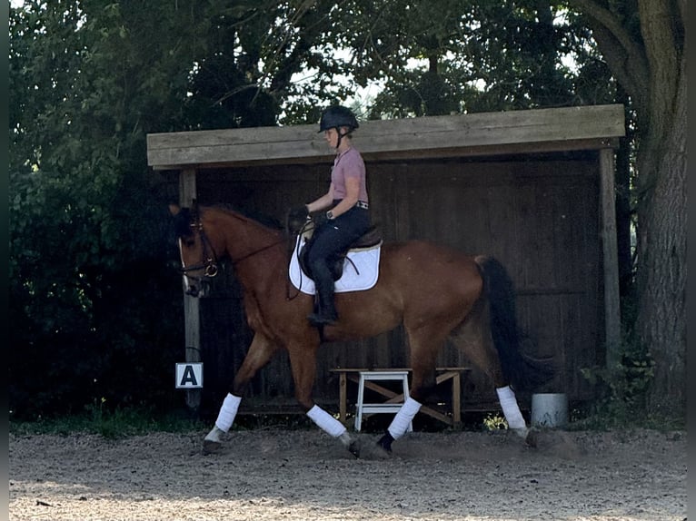 Hannover Castrone 4 Anni 168 cm Baio chiaro in Kremmen