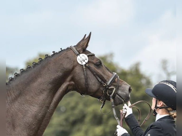 Hannover Castrone 4 Anni 168 cm Baio nero in Böheimkirchen