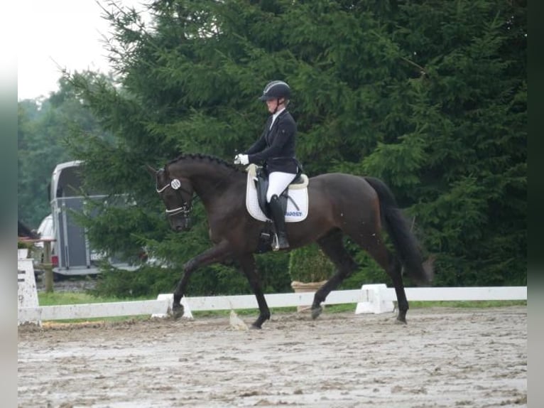 Hannover Castrone 4 Anni 168 cm Baio nero in Böheimkirchen