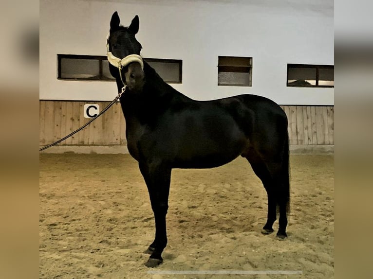 Hannover Castrone 4 Anni 168 cm Baio nero in Böheimkirchen