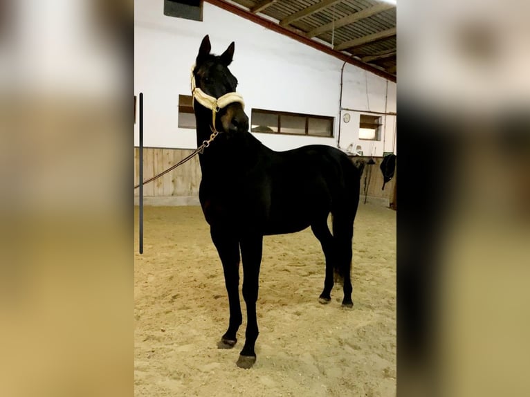 Hannover Castrone 4 Anni 168 cm Baio nero in Böheimkirchen