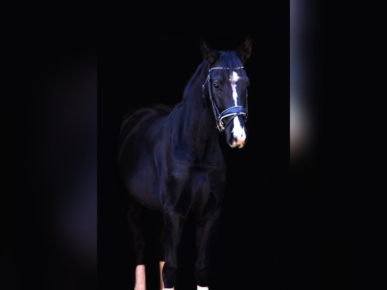 Hannover Castrone 4 Anni 168 cm Baio nero in Stallhofen