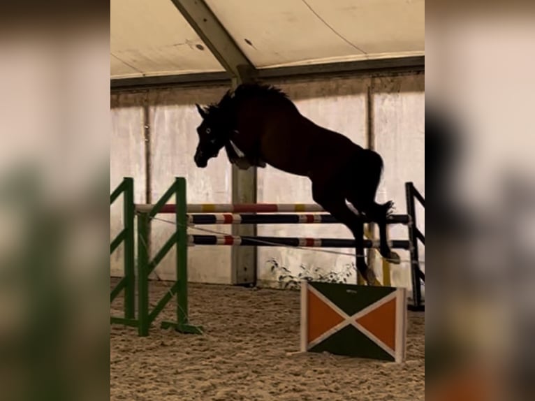 Hannover Castrone 4 Anni 168 cm Baio nero in Brniště