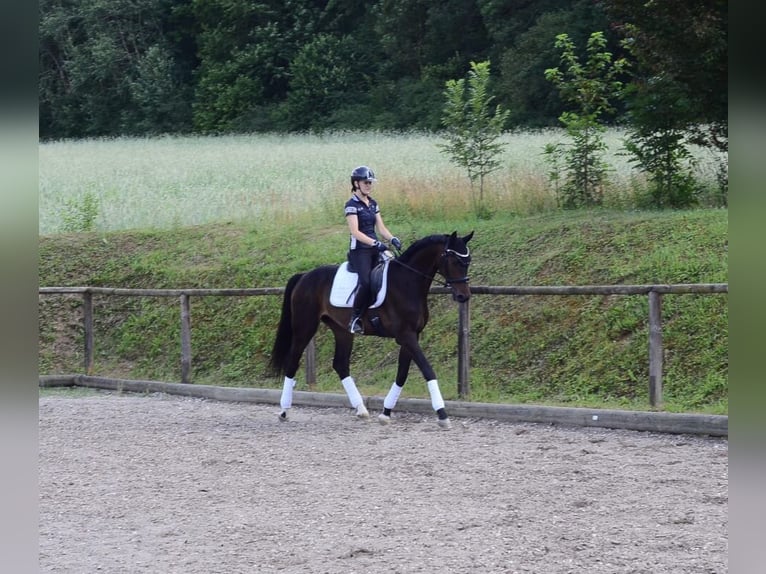 Hannover Castrone 4 Anni 168 cm Baio scuro in Wellheim