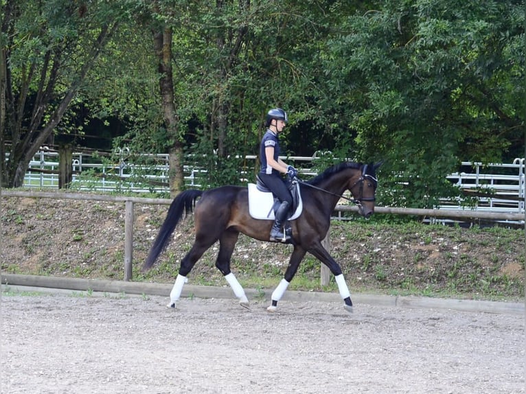 Hannover Castrone 4 Anni 168 cm Baio scuro in Wellheim