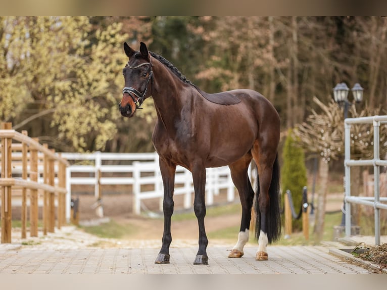 Hannover Castrone 4 Anni 168 cm Baio scuro in Bodenkirchen