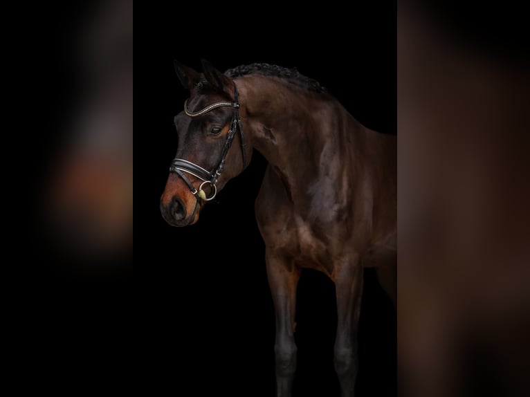 Hannover Castrone 4 Anni 168 cm Baio scuro in Bodenkirchen