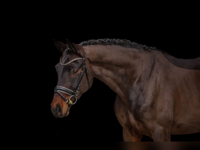 Hannover Castrone 4 Anni 168 cm Baio scuro in Bodenkirchen