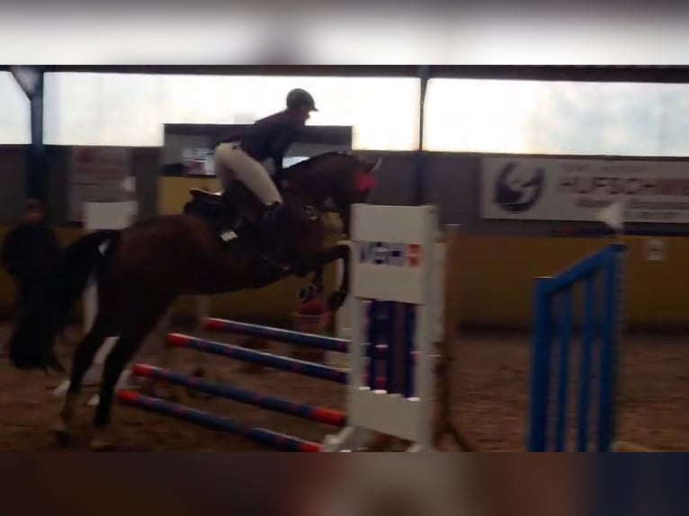 Hannover Castrone 4 Anni 168 cm Baio scuro in Braunschweig Hannover Castrone 4 Anni 168 cm Baio scuro in Braunschweig