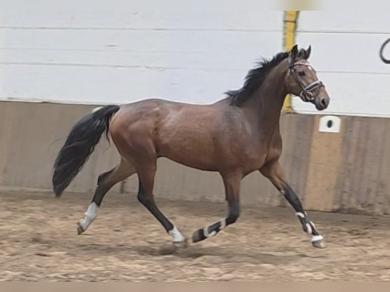 Hannover Castrone 4 Anni 168 cm Baio scuro in Braunschweig Hannover Castrone 4 Anni 168 cm Baio scuro in Braunschweig