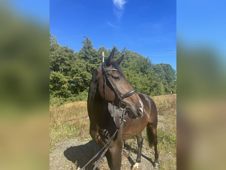 Hannover Castrone 4 Anni 168 cm  in Schleiz