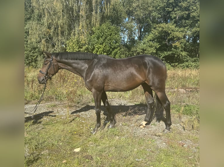 Hannover Castrone 4 Anni 168 cm  in Schleiz