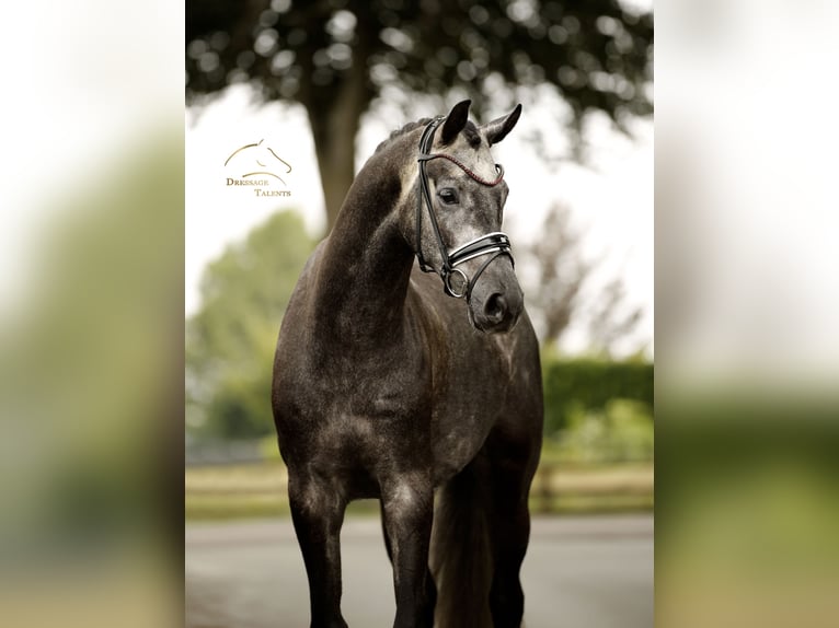 Hannover Castrone 4 Anni 168 cm Grigio ferro in Vechta