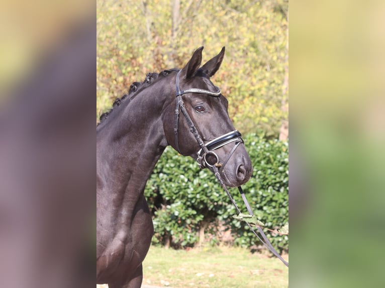 Hannover Castrone 4 Anni 168 cm Morello in Selsingen