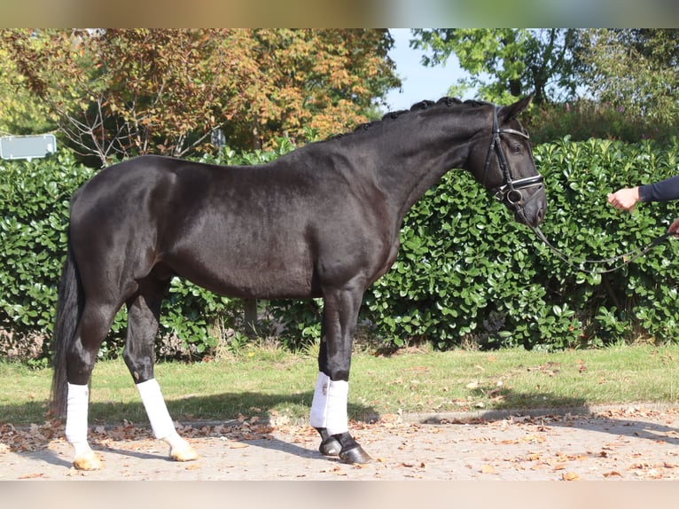 Hannover Castrone 4 Anni 168 cm Morello in Selsingen