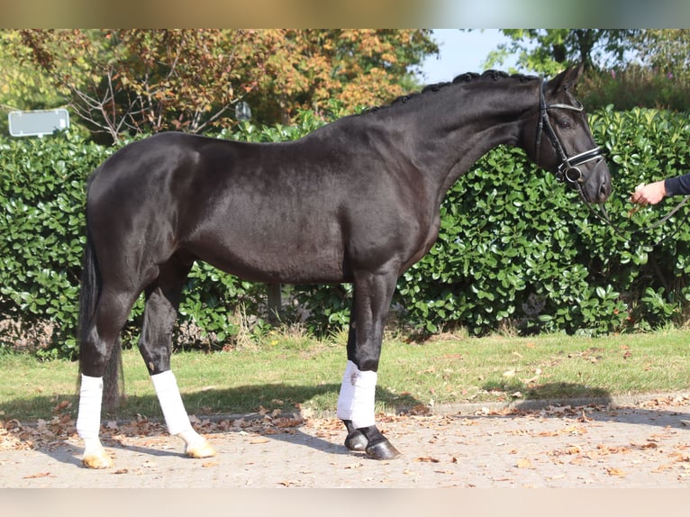 Hannover Castrone 4 Anni 168 cm Morello in Selsingen