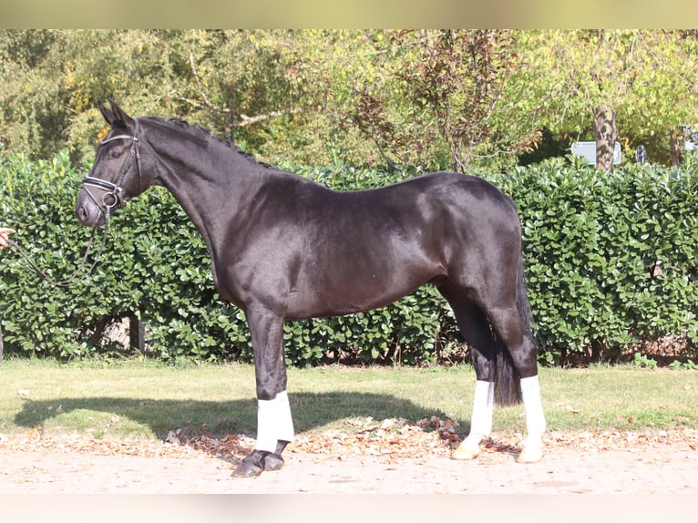 Hannover Castrone 4 Anni 168 cm Morello in Selsingen