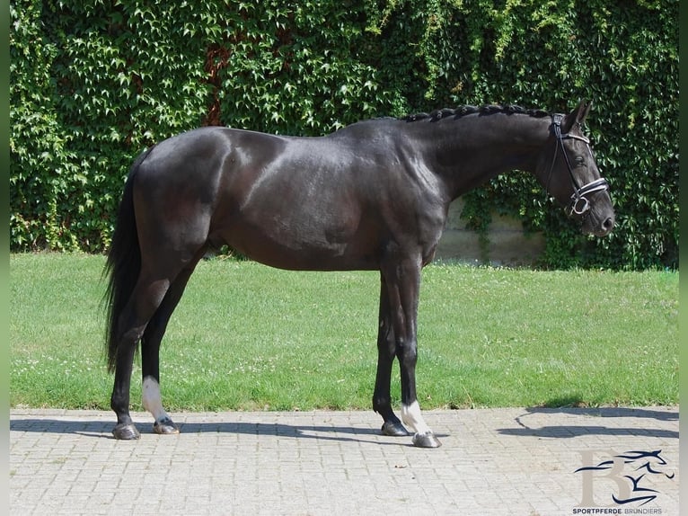 Hannover Castrone 4 Anni 168 cm Morello in Osnabrück