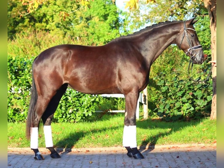 Hannover Castrone 4 Anni 168 cm Morello in Selsingen