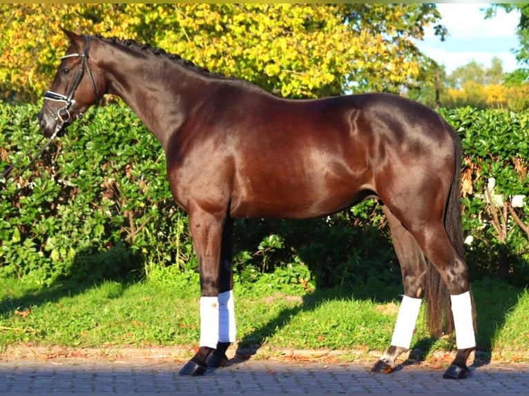 Hannover Castrone 4 Anni 168 cm Morello in Selsingen