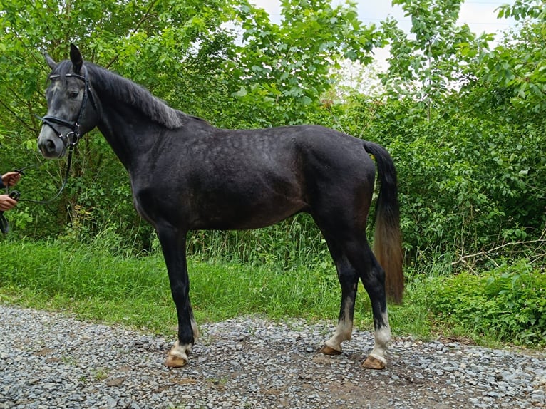 Hannover Castrone 4 Anni 168 cm Può diventare grigio in Königheim