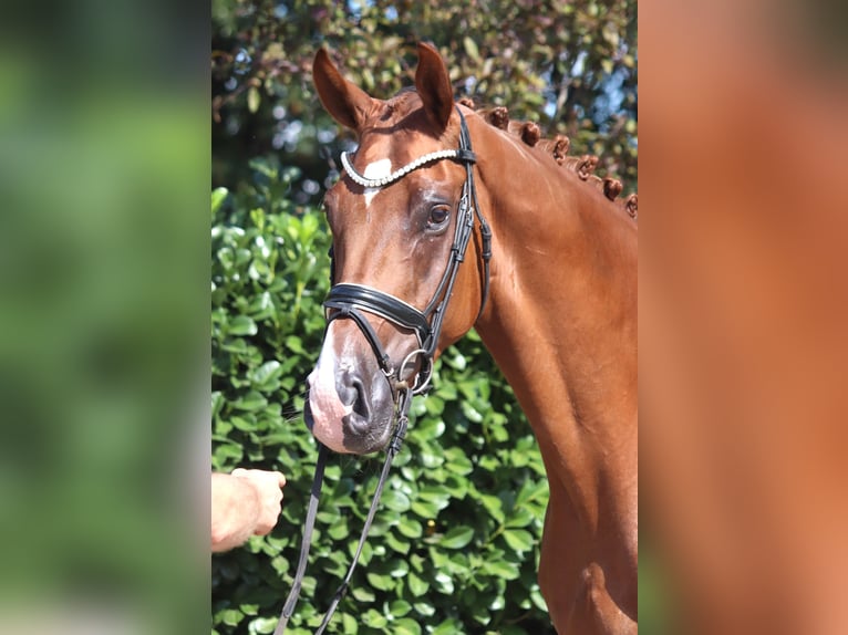 Hannover Castrone 4 Anni 168 cm Sauro in Selsingen